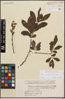 Foto von Salix cinerea L.